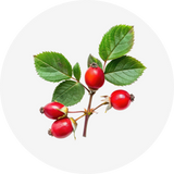 Rosehip Oil