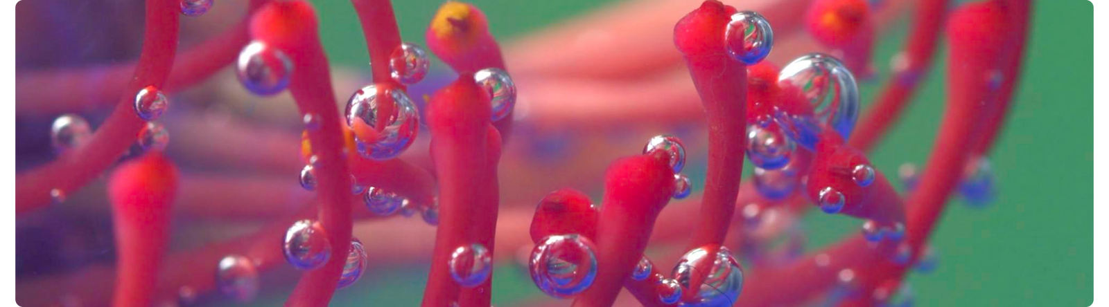 Harnessing Nature’s Purest Ingredients