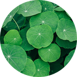 Gotu Kola — Collagen Supporting Botanical