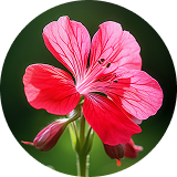 Geranium Hydrosol