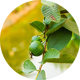 Guava Leaf Extract