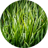 Calm Root Hydrosol