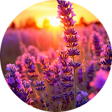 ​​LavenderLullaby