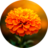 Calendula Redness Remedy