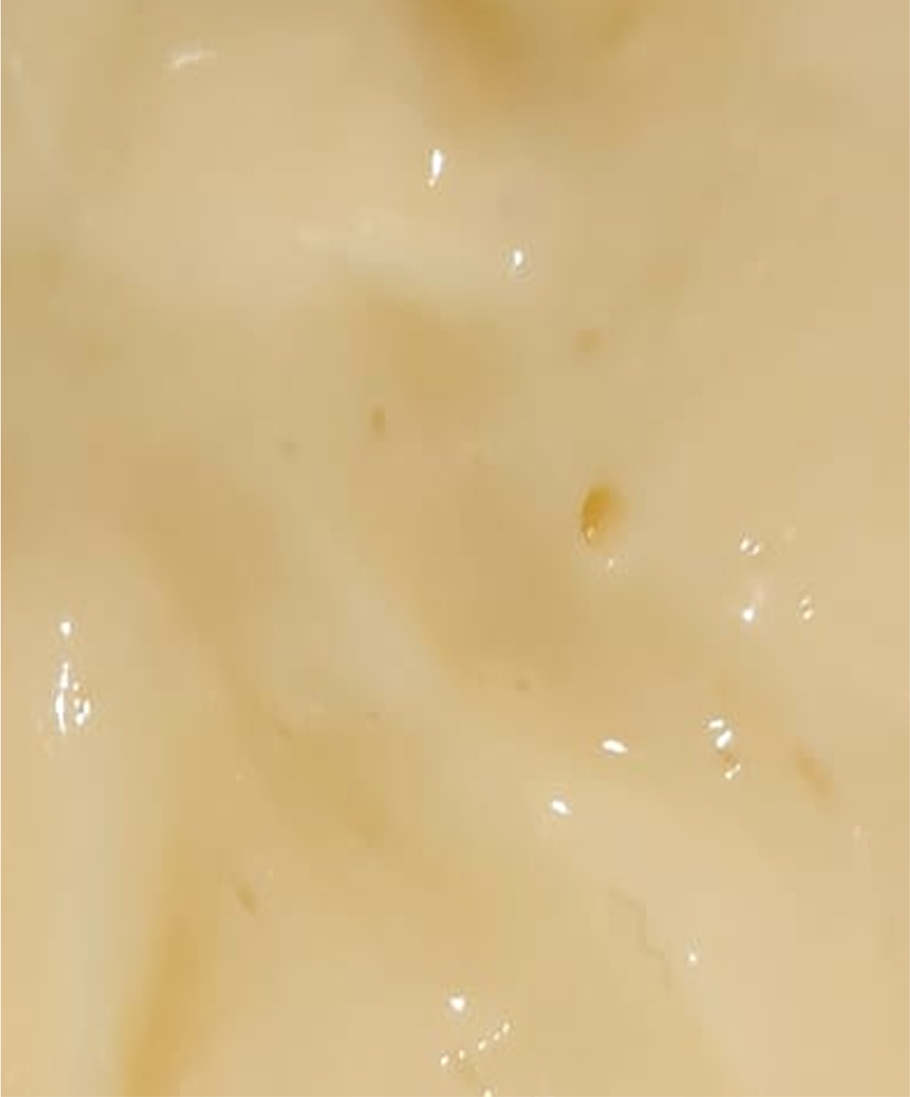 Youth dew |  Replenishing & Balancing Cream